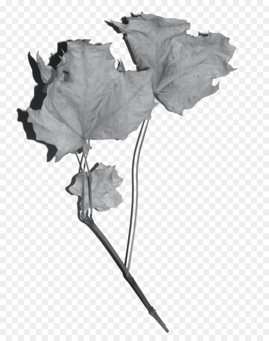 срезанные цветы，лист PNG