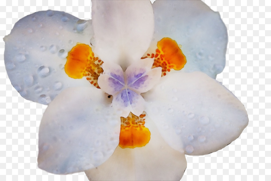 цветок，Мотылек орхидеи PNG