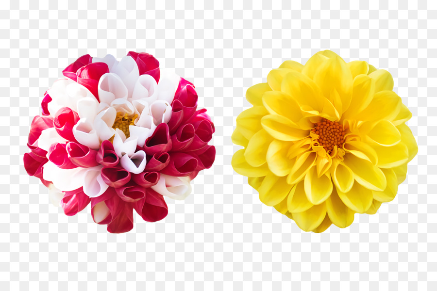 Далия，срезанные цветы PNG