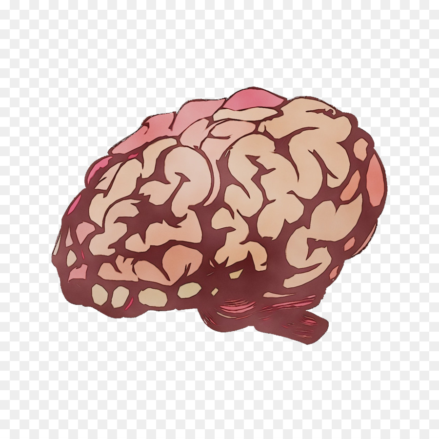 мозг，бордовый PNG