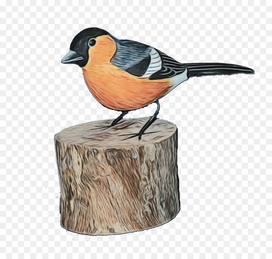 Birds，Клюв PNG