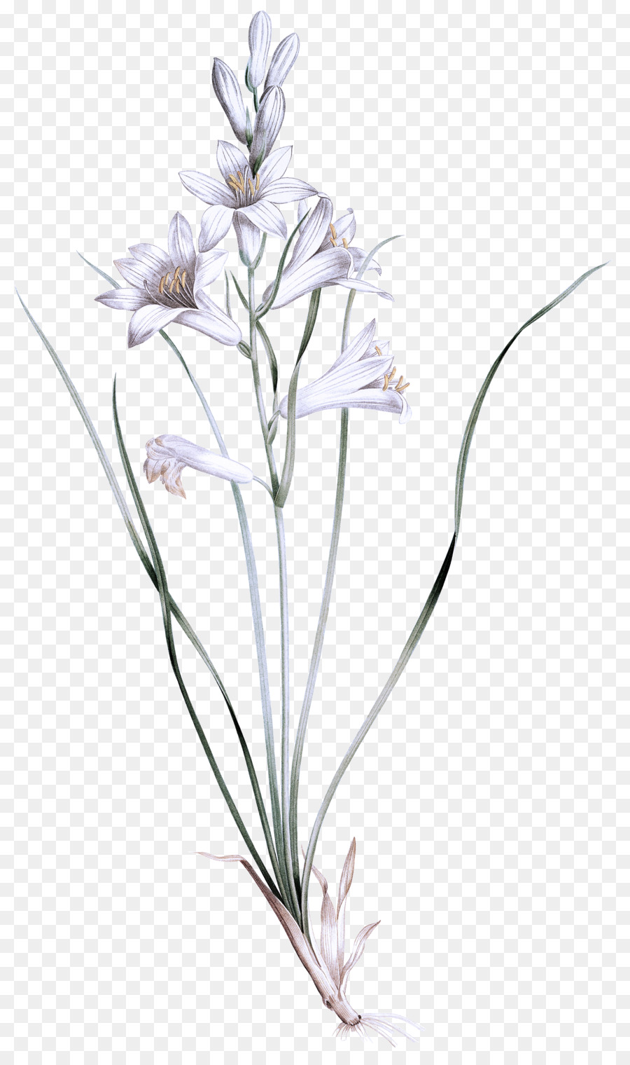 Стебель растения，Grasses PNG