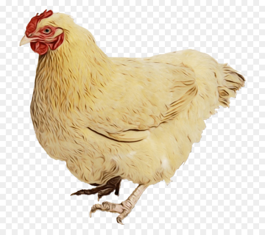 Курица орпингтон，Silkie PNG