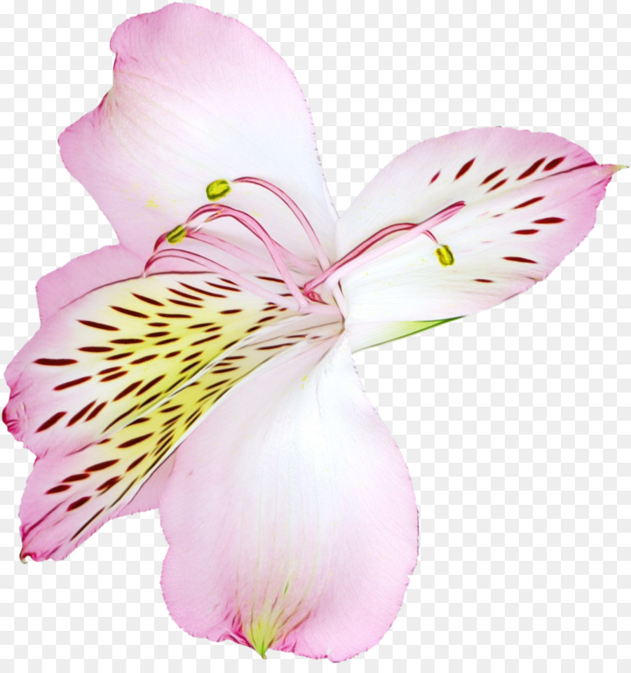 Тигровая Лилия，цветок PNG