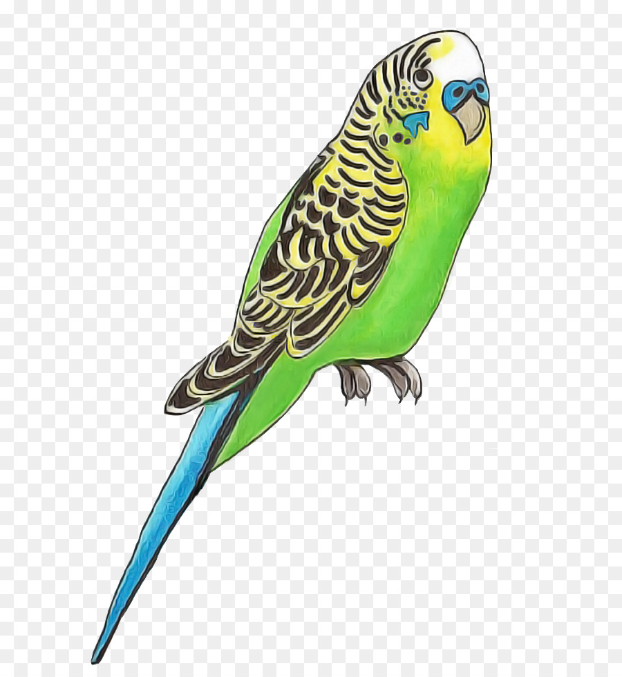 Волнистый попугайчик，Parakeet PNG