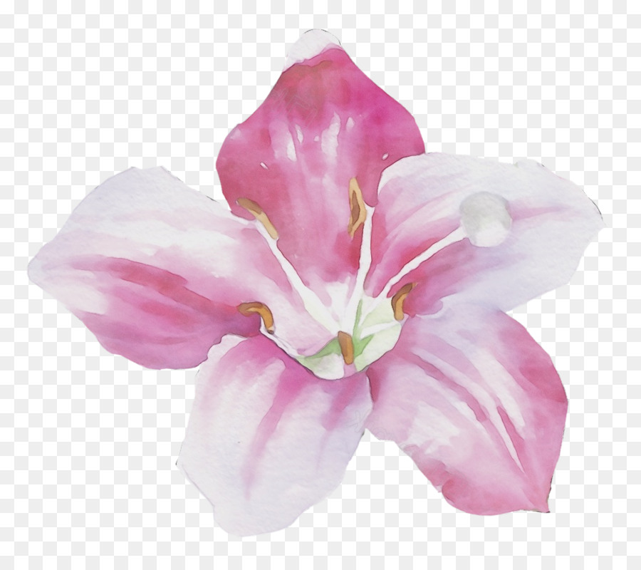 Shoeblackplant，цветок PNG