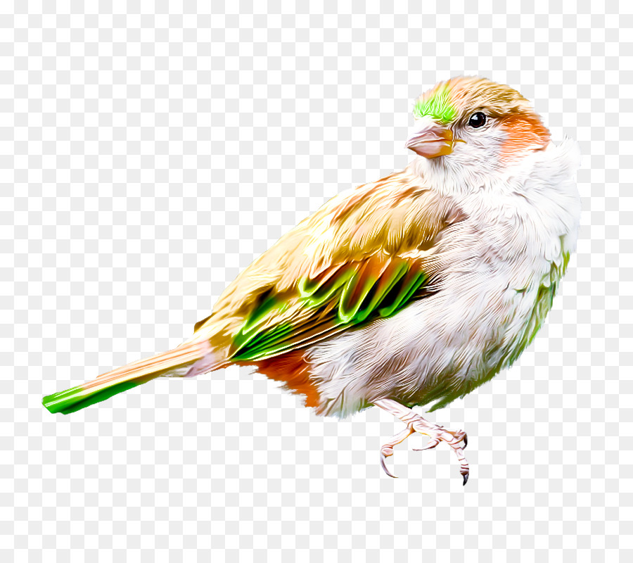 Домовый Воробей，Birds PNG