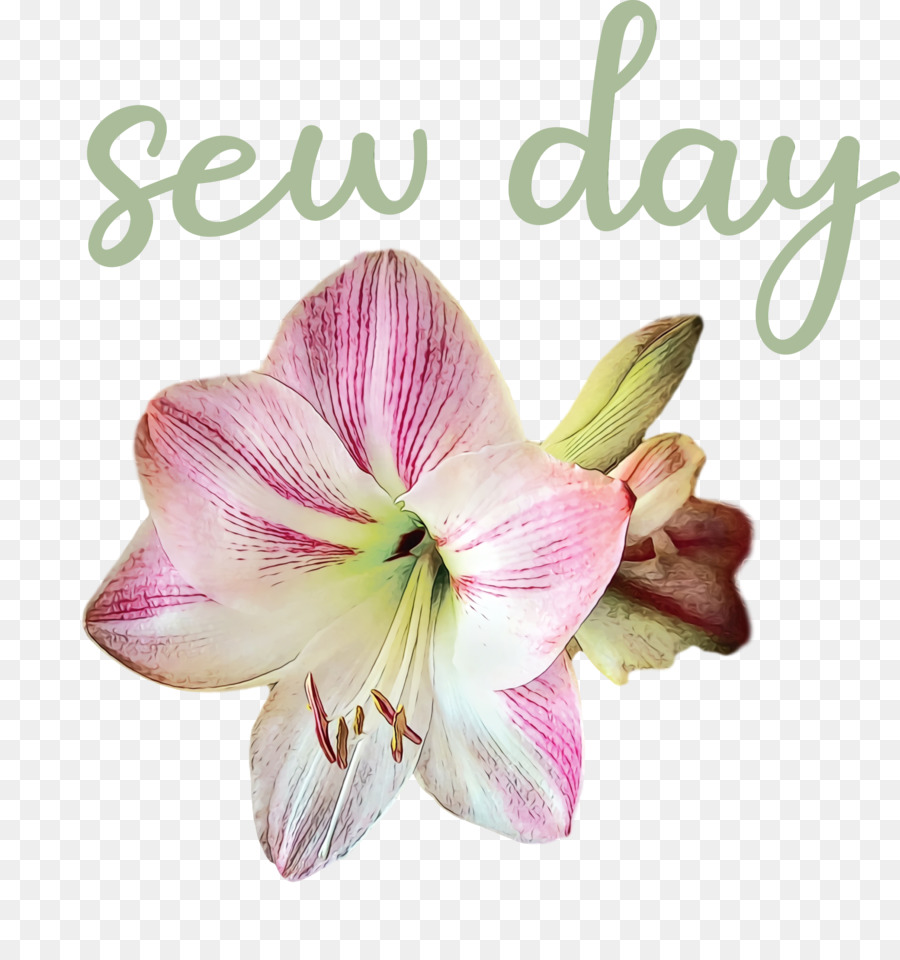 срезанные цветы，Джерси Лили PNG