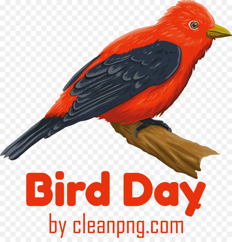 день птиц，Птица PNG