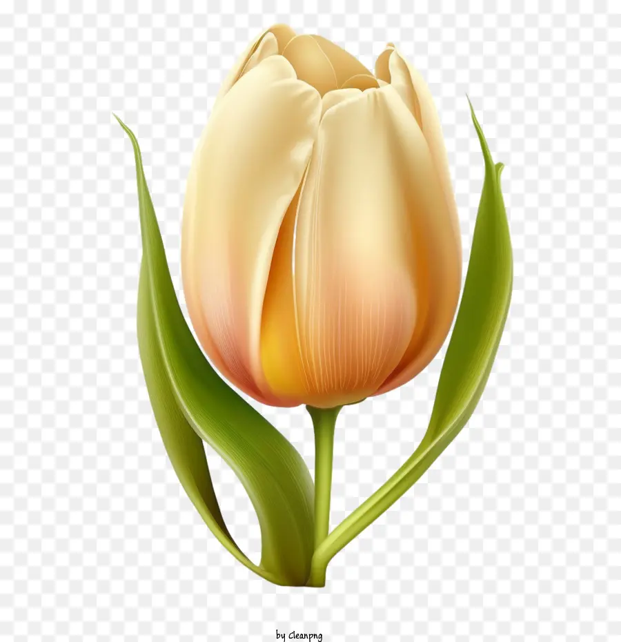 Реалистичный тюльпан，Считать PNG