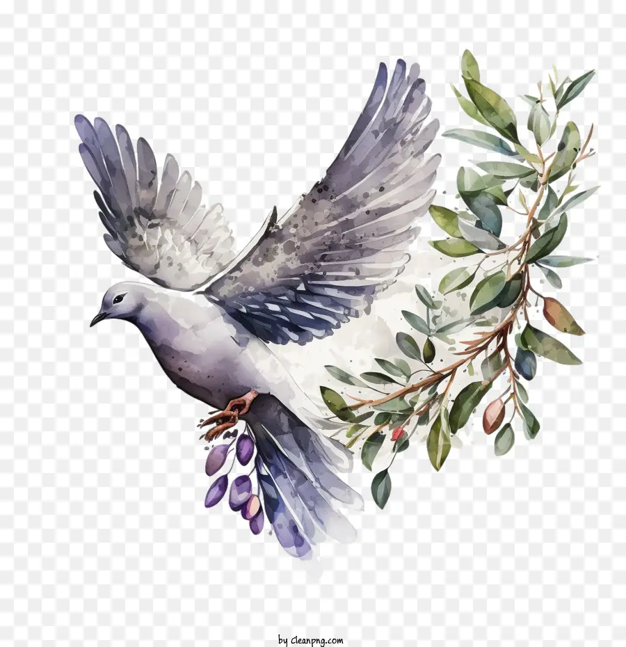 акварельный голубь，Голубь летает PNG