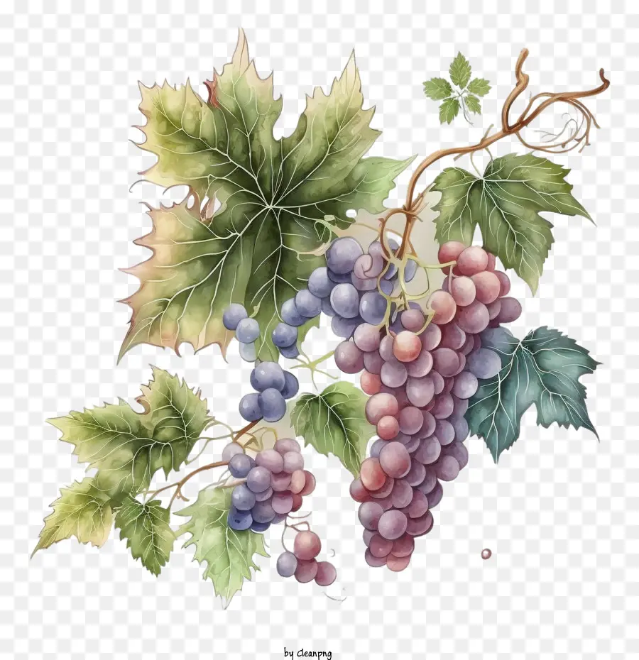 ретро виноград，акварельный виноград PNG