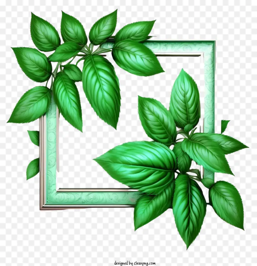 зеленая мята，листья мяты PNG