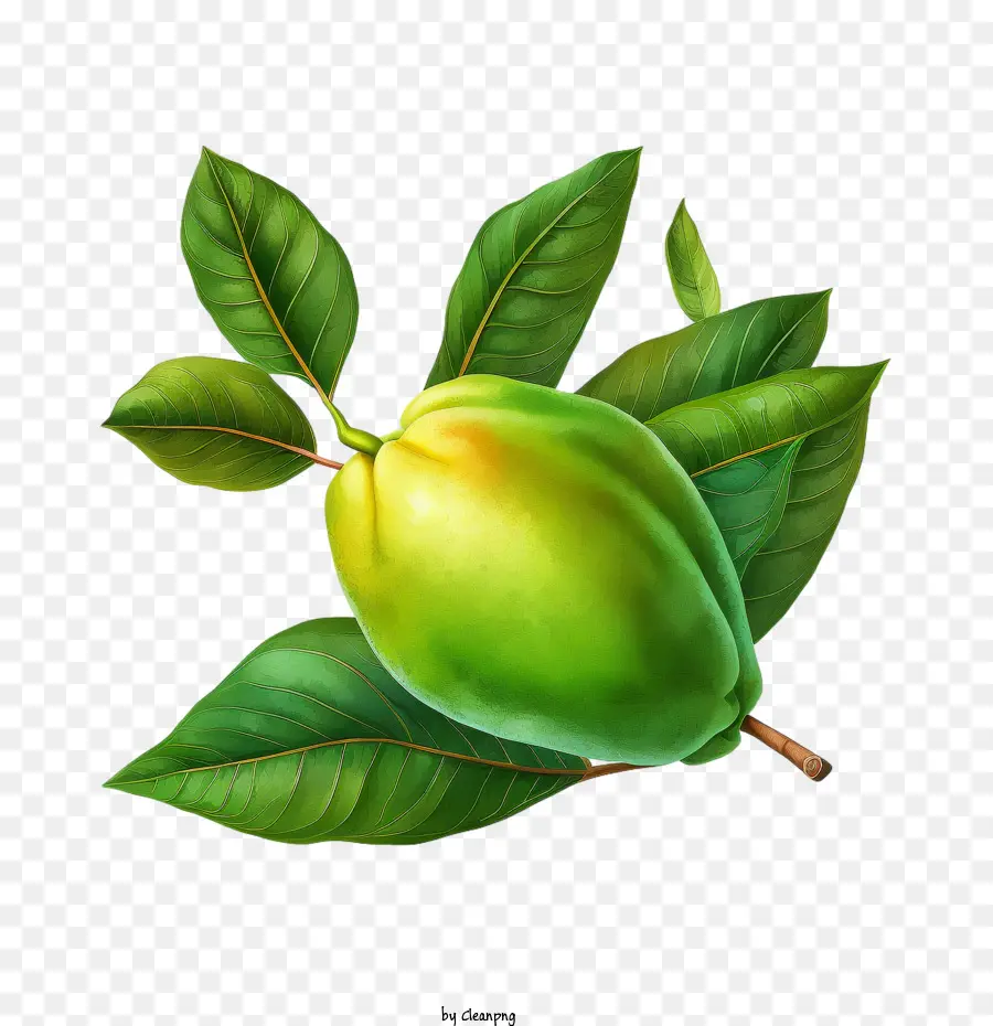 Манго，зеленый манго PNG