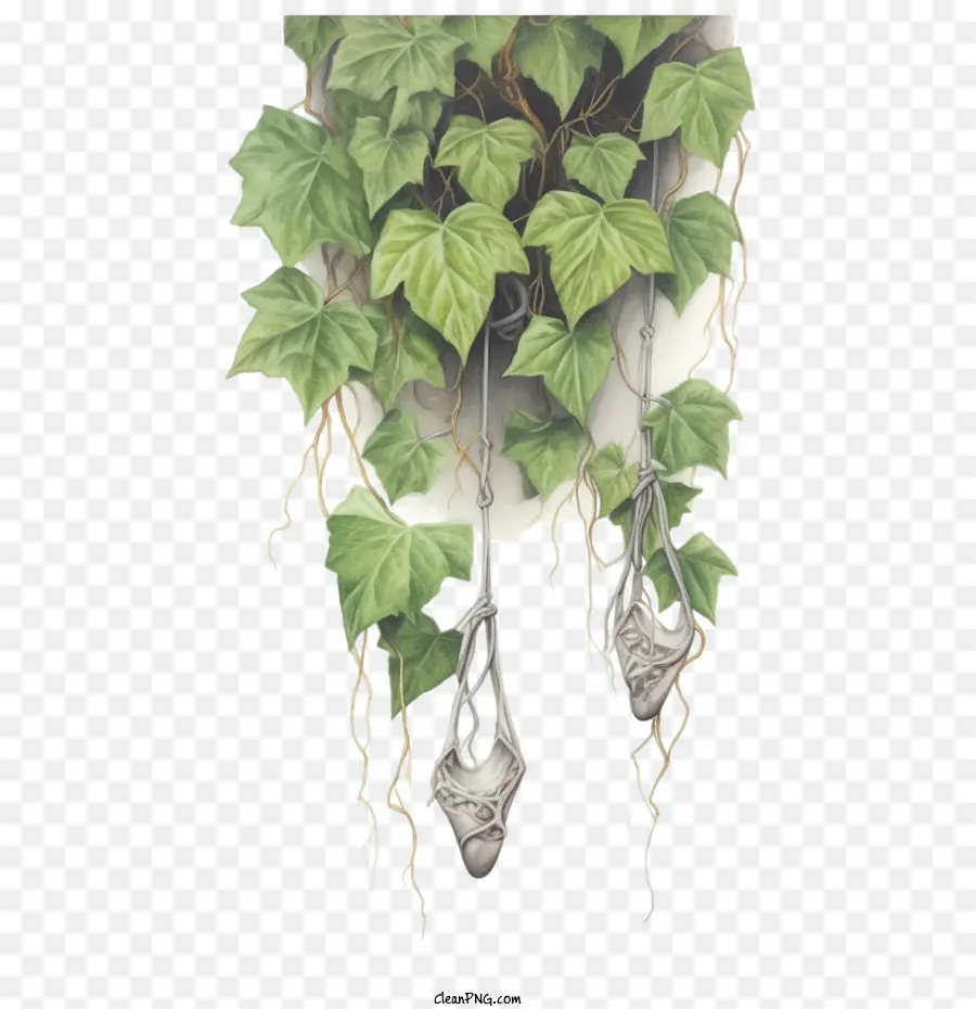 Зеленое длинное растение，растение Лоза PNG