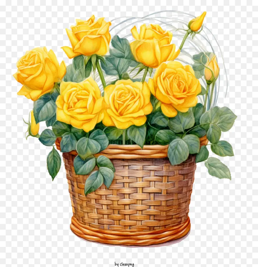 акварель желтая роза，желтая роза PNG