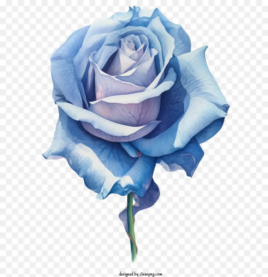 Голубая роза，Акварельная синяя роза PNG