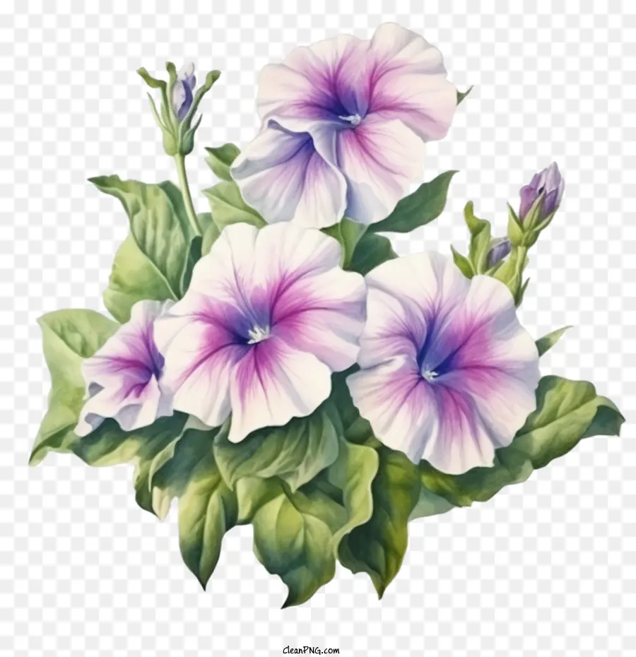 Цветок Петунии，фиолетовые цветы PNG