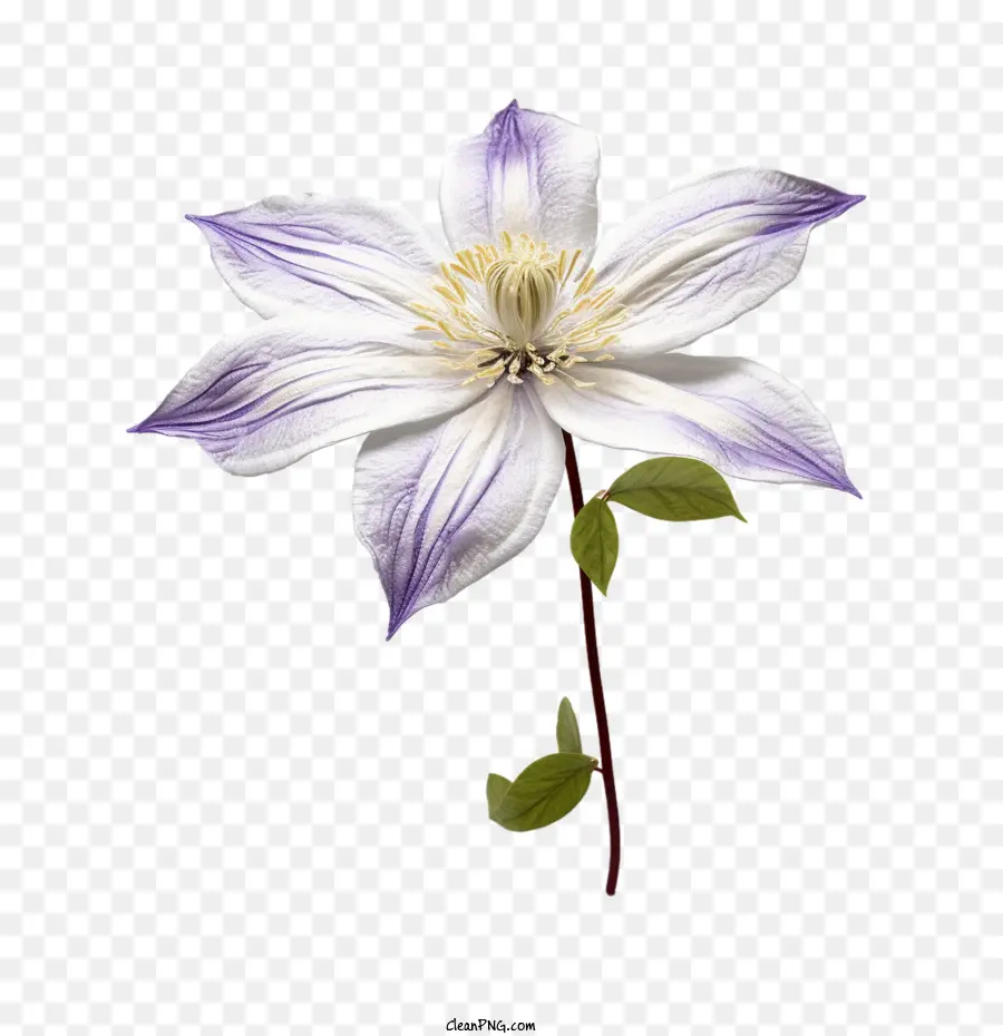 Клематис Цветок，фиолетовый PNG