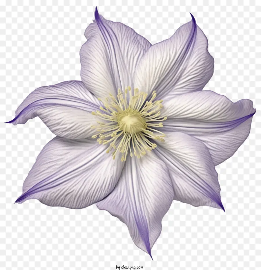 цветок клематиса，фиолетовый PNG