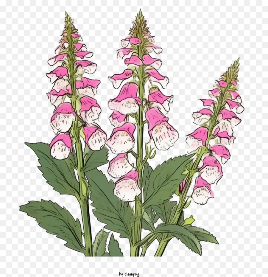 Foxglove Flower，Розовые цветы PNG