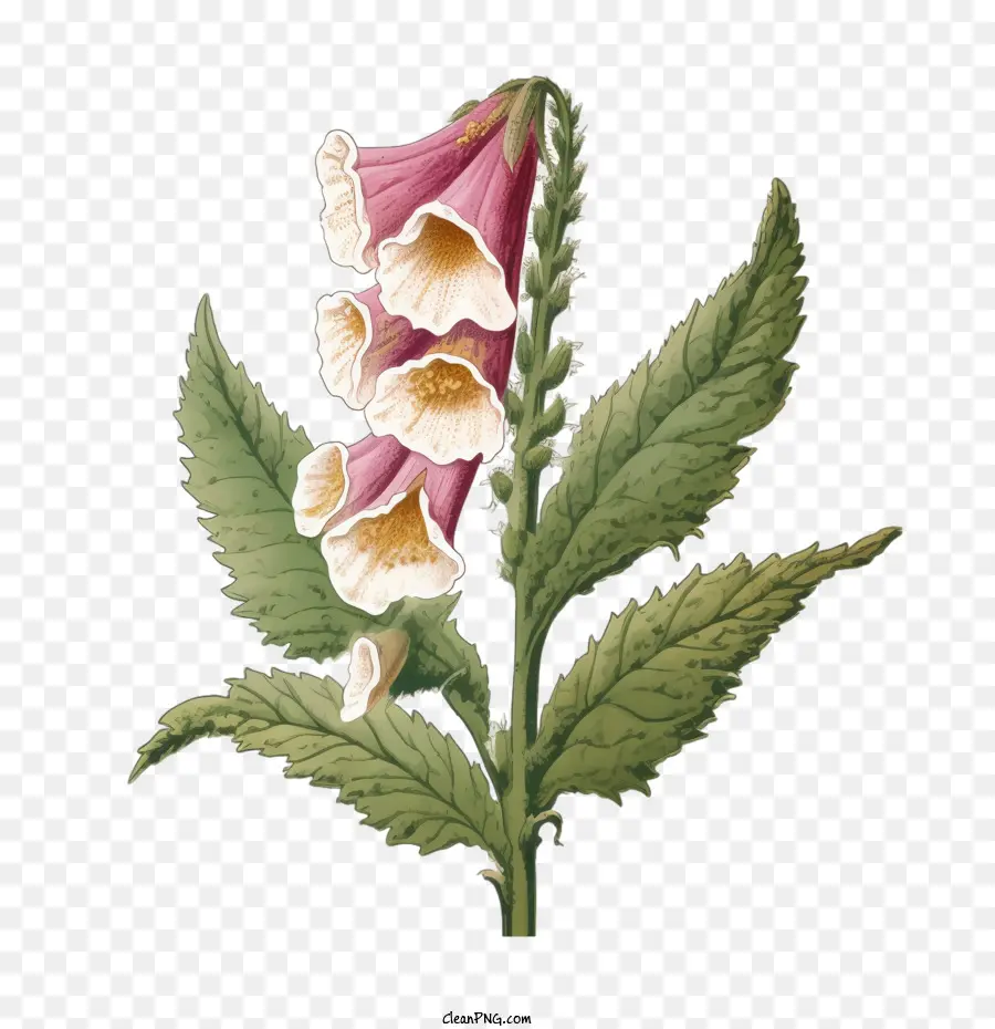 Foxglove Flower，цветы PNG