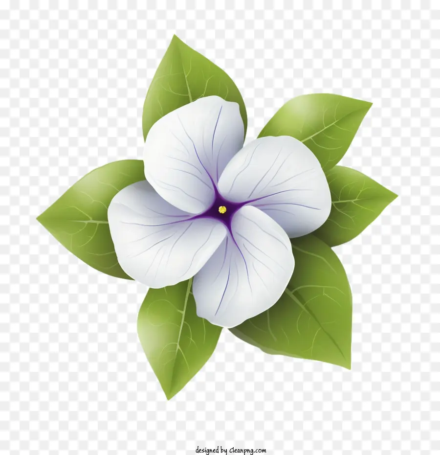 цветок барвинка，белый цветок PNG