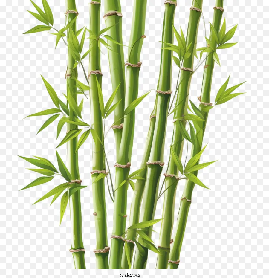 Bamboo，зеленый PNG