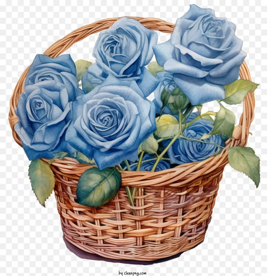 Голубая роза，Розы PNG