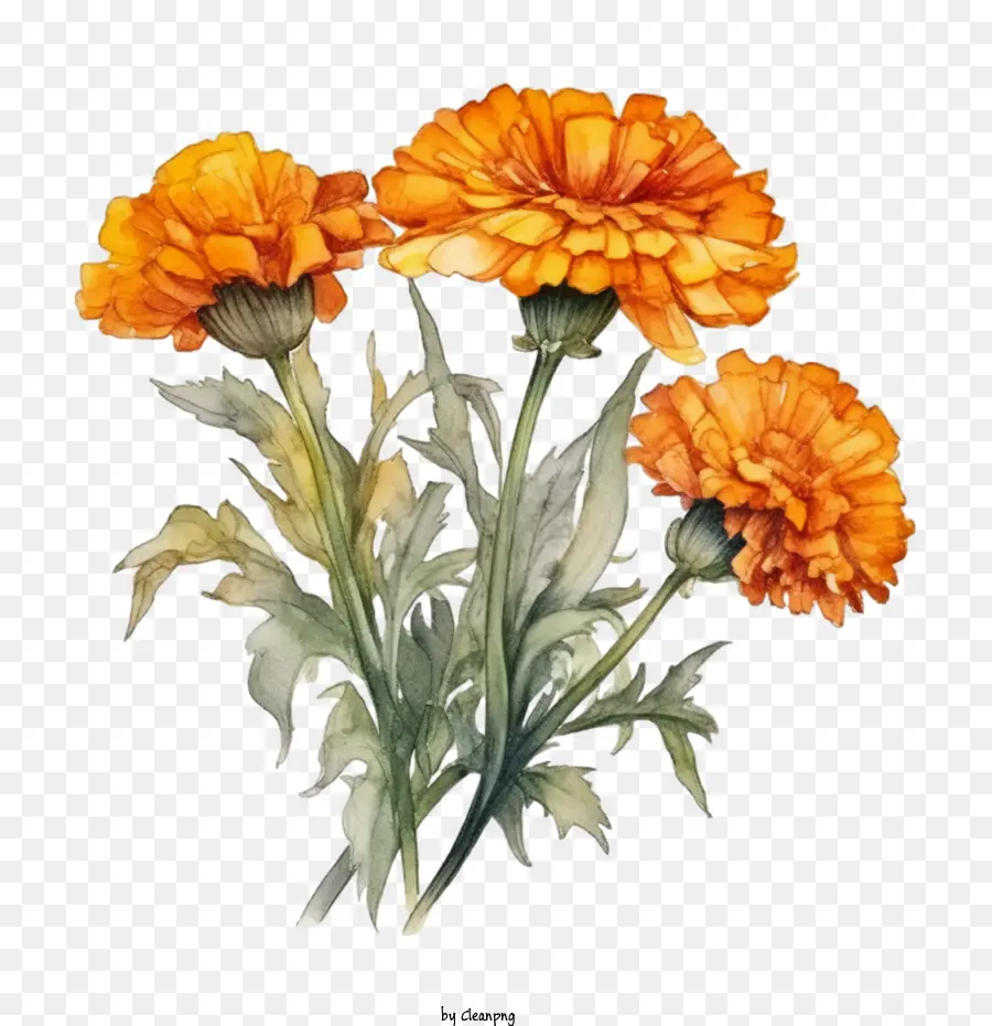цветок для ноголдера，букет апельсиновых цветов PNG