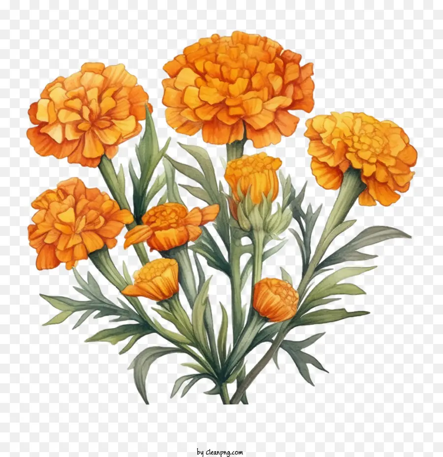 цветок для ноголдера，оранжевые цветы PNG