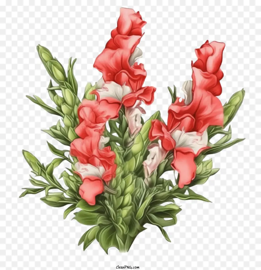 цветок Snapdragon，Красные и белые цветы PNG