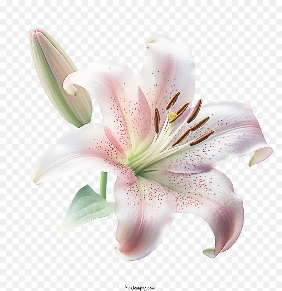 цветок лилии，Лили PNG