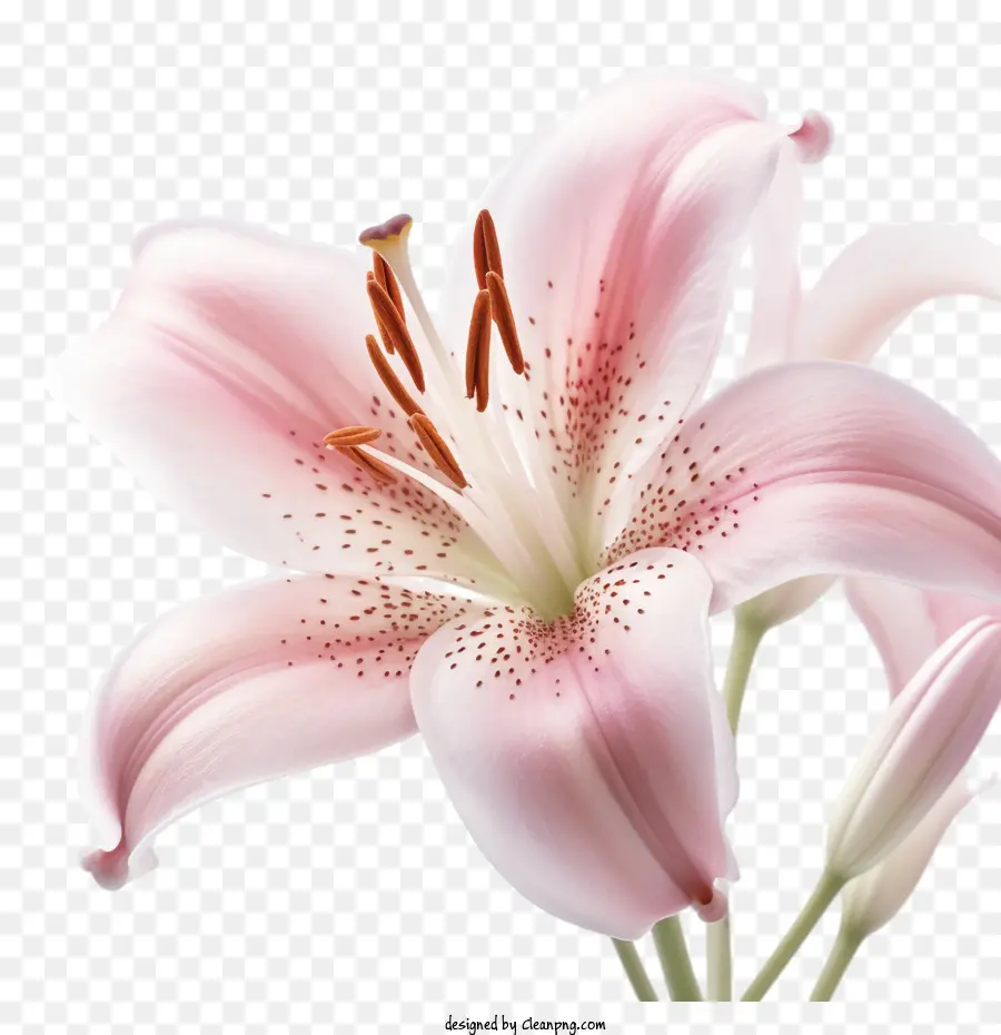 цветок лилии，розовая Лилия PNG