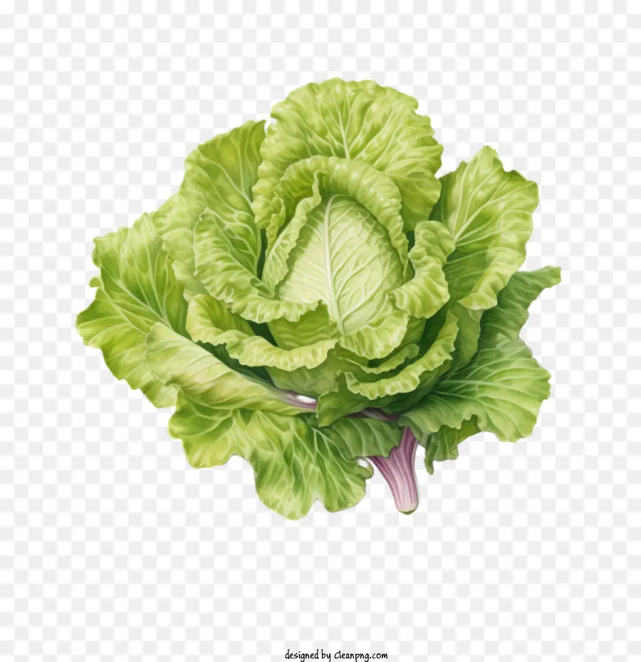 Lettuce，зеленый PNG