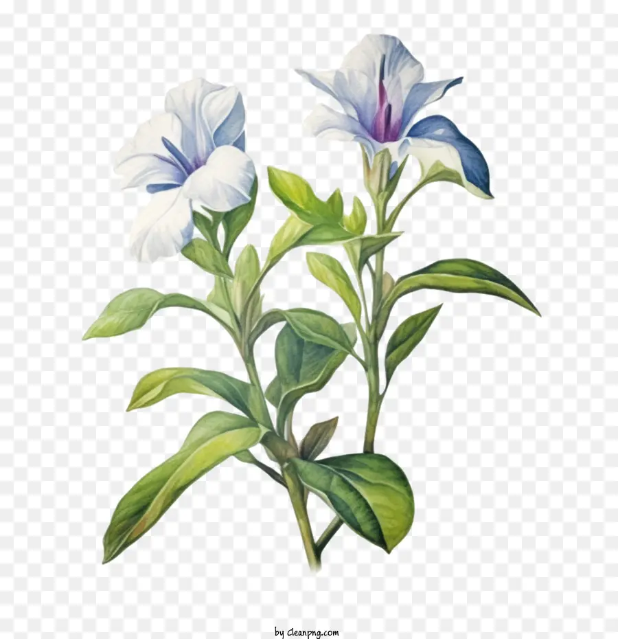 цветок барвинка，белые цветы PNG