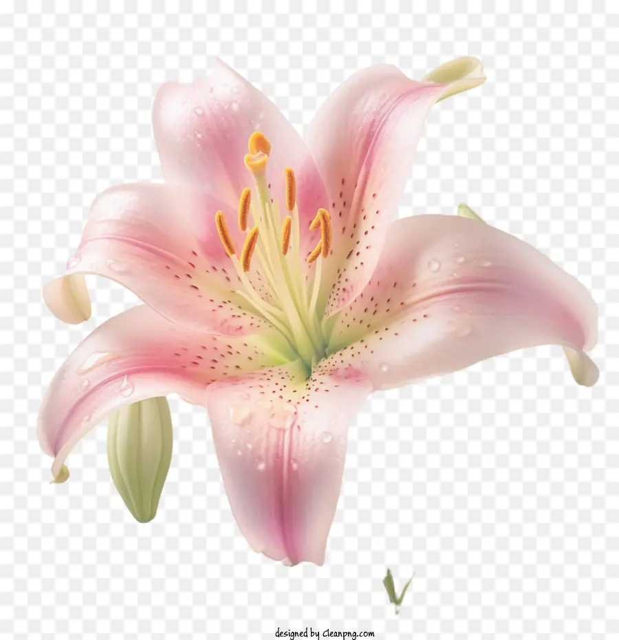 цветок лилии，розовая Лилия PNG