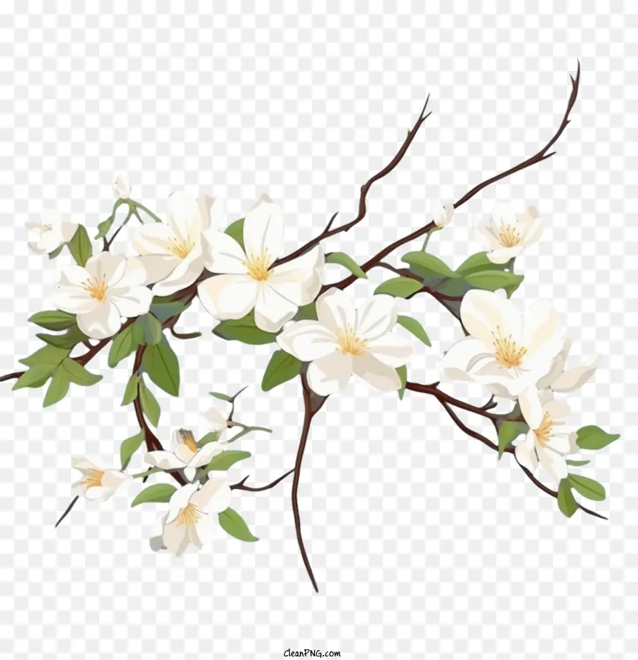 жасмин цветок，белый PNG