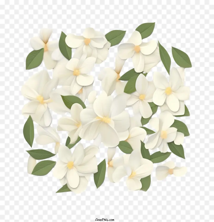 жасмин цветок，белые цветы PNG