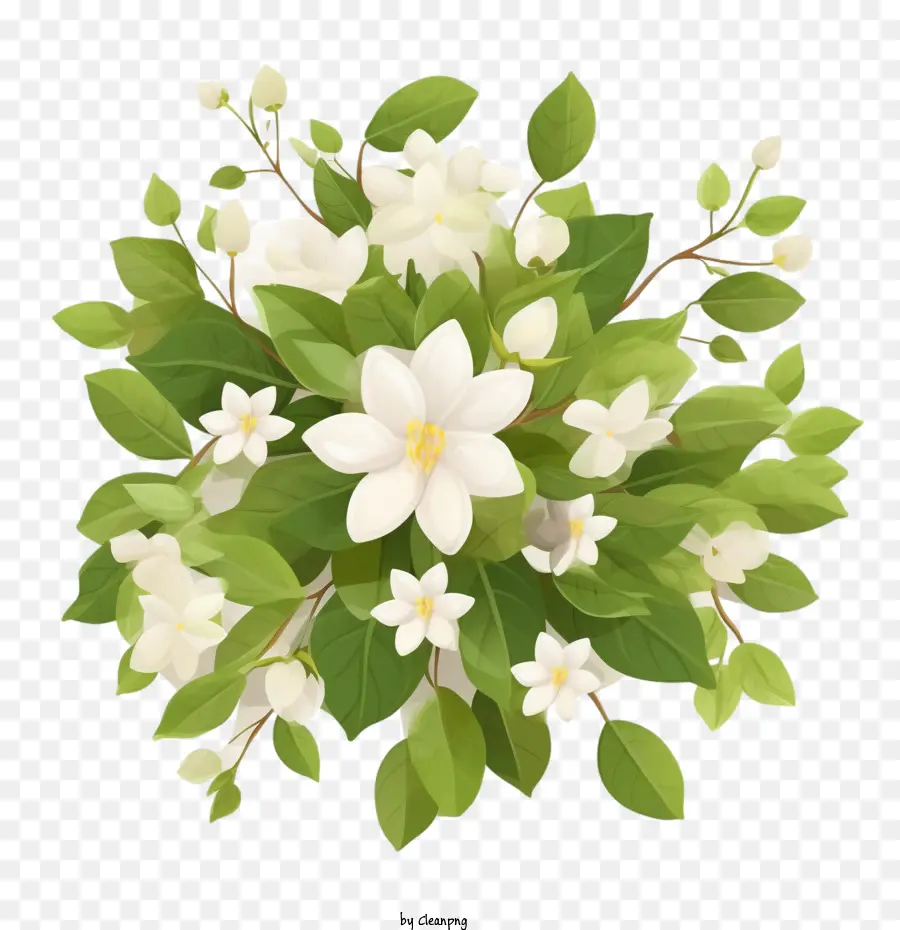 жасмин цветок，белые цветы PNG