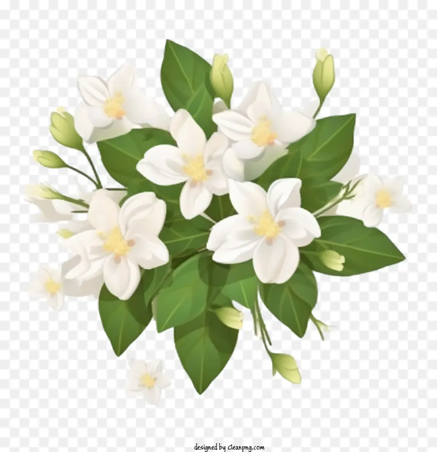 жасмин цветок，букет PNG
