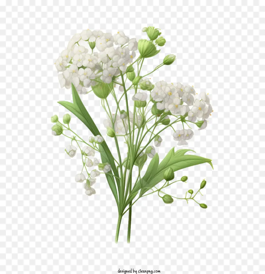 цветок детские дыхание，белые цветы PNG