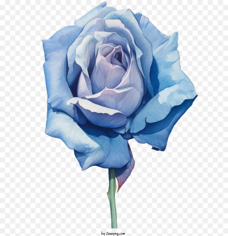 Голубая роза，акварель PNG