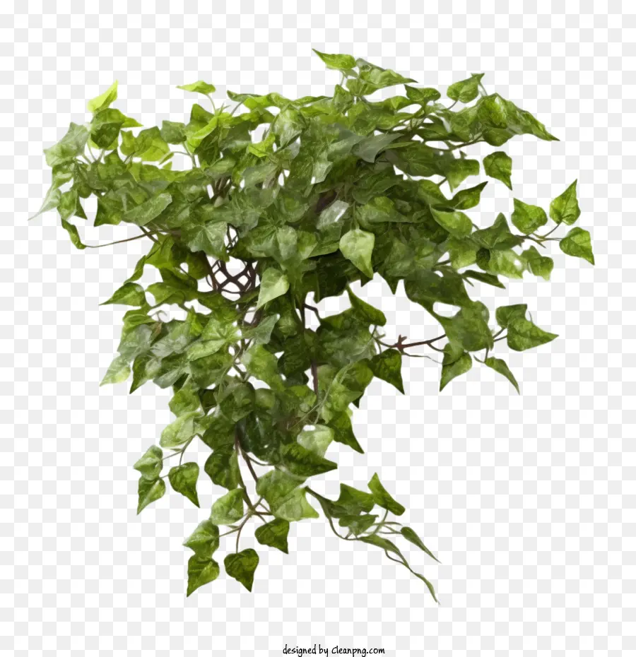 растение плющ，зеленый PNG