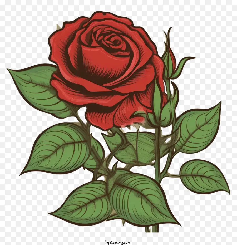 старинные розы，красная роза PNG