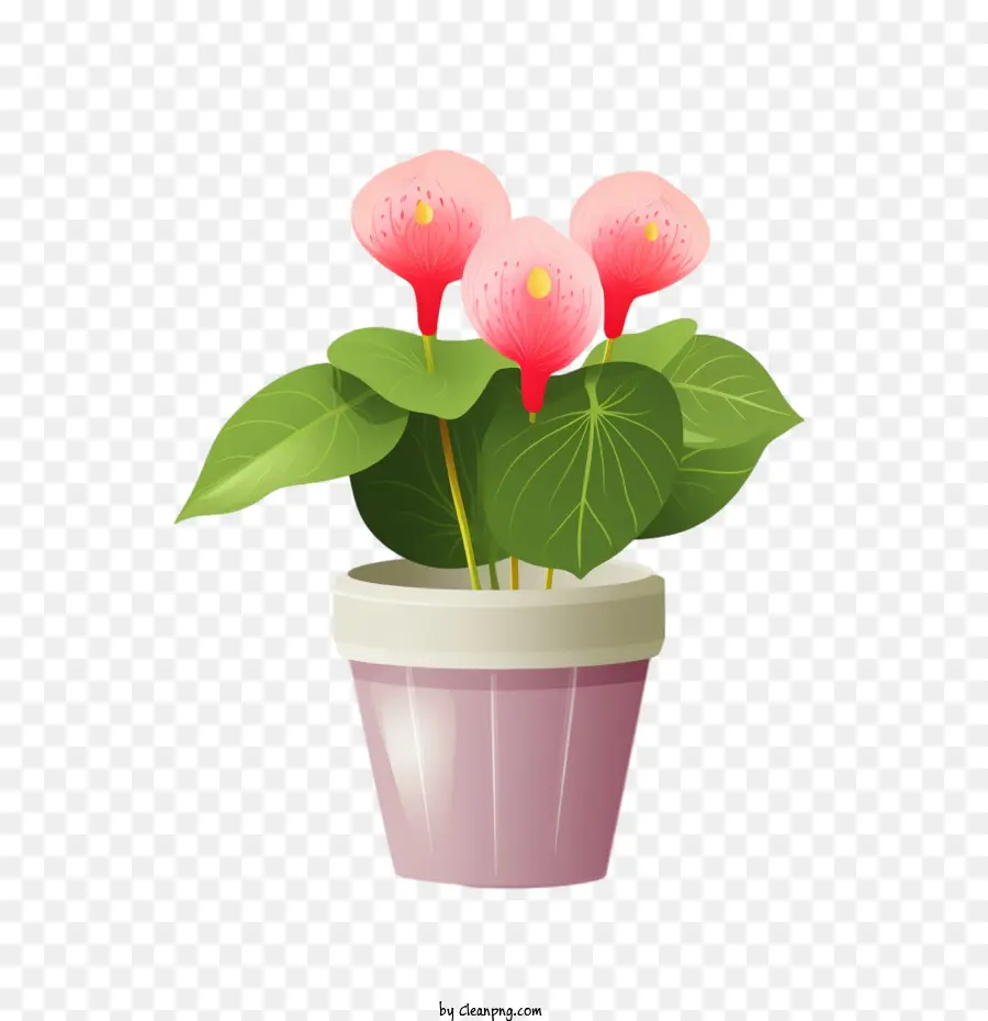 Антуриум растение，Розовые цветы PNG