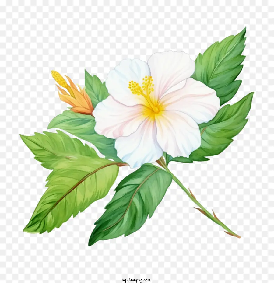 цветок，Белый цветок гибискуса PNG