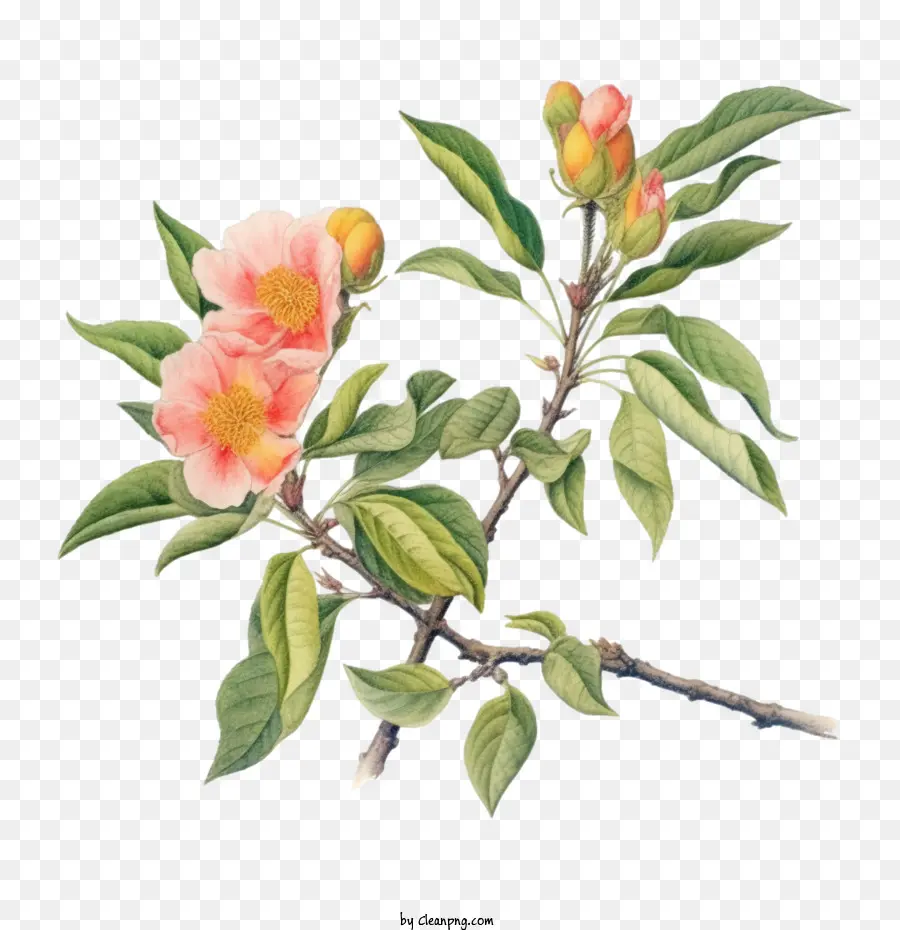 персиковое дерево，персик ветка PNG