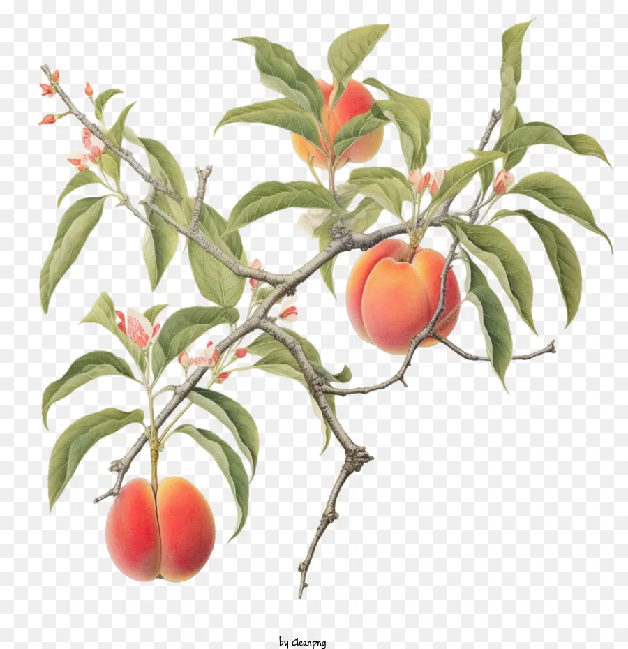 персиковое дерево，персик ветка PNG
