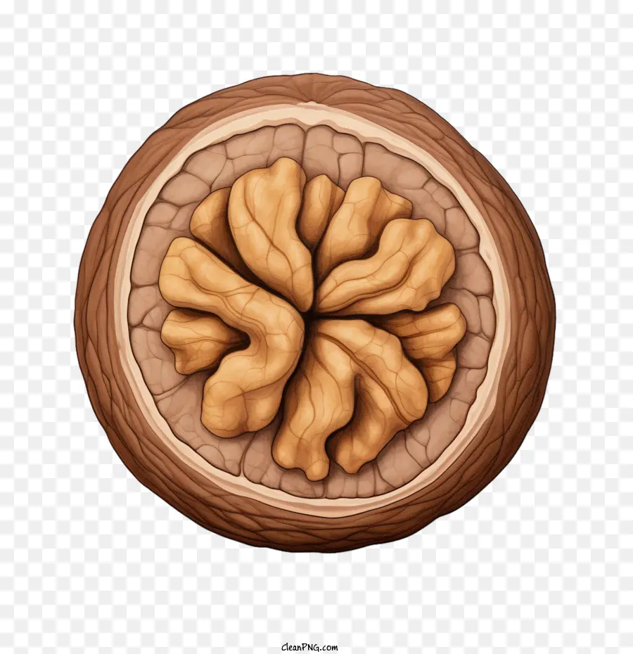 Орех，изображение грецкого ореха PNG
